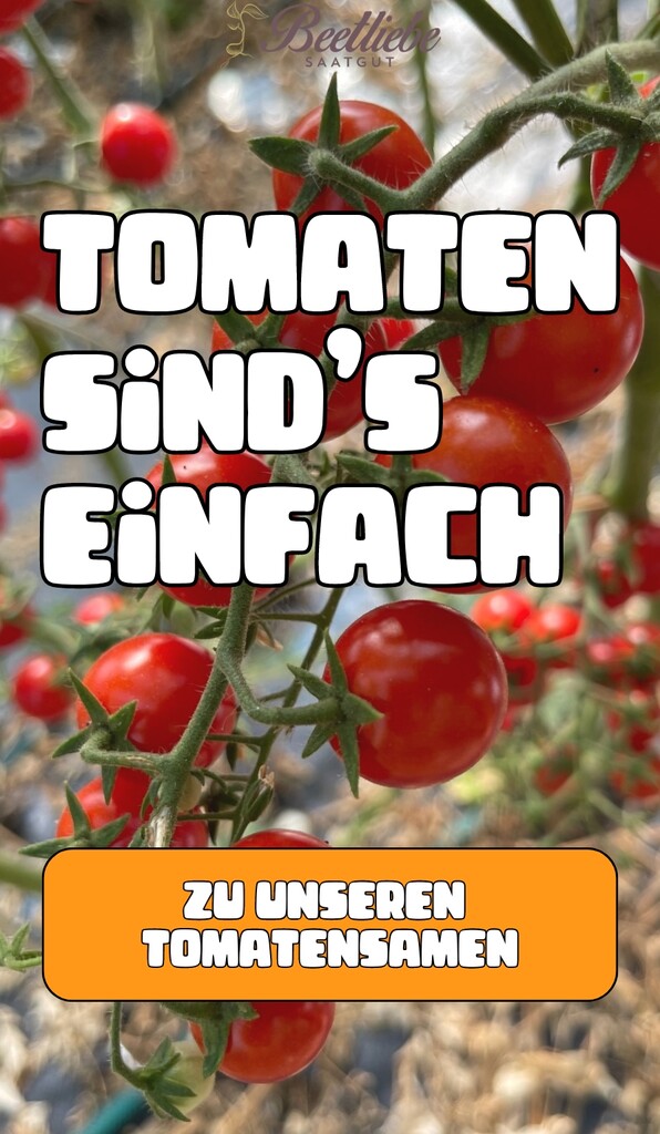 BIO Tomatensamen kaufen - samenfestes Saatgut von Beetliebe